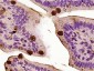 CCL26 Rabbit pAb